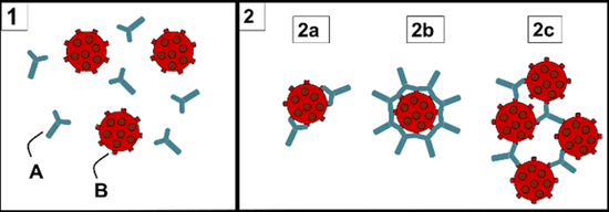 抗体(A)对抗原(B)的中和作用(2a,2b)和凝集作用(2c)(图片来源:维基百科)