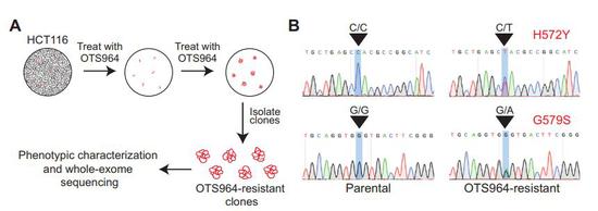 研究人员们用寻找“耐药突变”的巧妙方法，来寻找OTS964的真正作用靶点（图片来源：参考资料[1]）