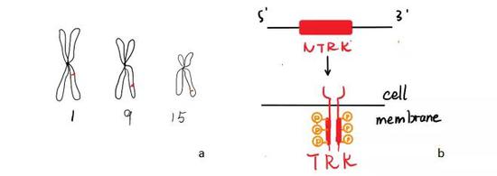 图1：a.NTRK基因在人类染色体上的位置b.NTRK基因编码的蛋白TRK的活性形式（磷酸化）（图片来源：作者制作）