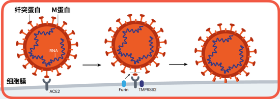 病毒感染细胞的过程。ACE2：细胞膜上的受体。Furin：弗林蛋白酶，用来处理纤突蛋白。