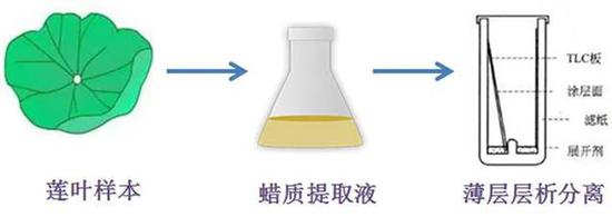 莲叶表皮蜡质提取及分离流程图(图片来自网络)