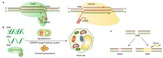 CRISPR技术应用于植物基因组编辑的模式图，图片来自Nature Food。