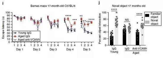 ▲行为学实验结果表明，阻断VCAM1后，年老小鼠的学习记忆能力恢复为年轻小鼠的水平（图片来源：参考资料[1]）