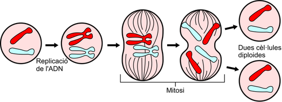 动物细胞有丝分裂全过程,图源:Wikipedia
