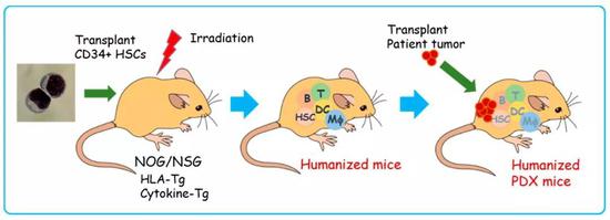 基因编辑或是直接移植的方法,让这些携带免疫缺陷的小鼠成为合适的