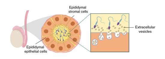 睾丸上皮细胞将胞外囊泡传递给发育中的精子