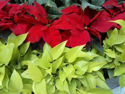 华为畅享8e青春版评测:合格入门机