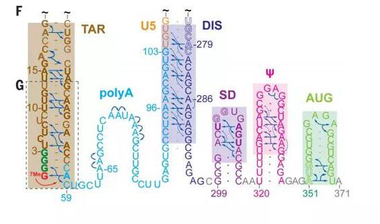  ▲几个G-C碱基对的形成，让3G转录产物形成了全新的结构，变成了mRNA（图片来源：参考资料[1]）