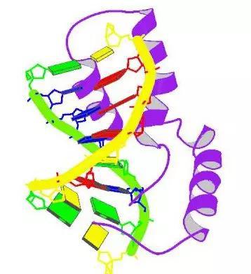 SRY蛋白结构（来源PDB网站）