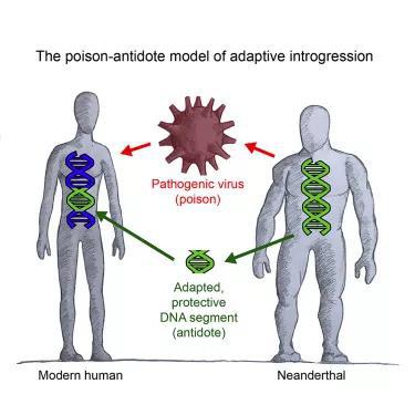 尼安德特人与现代人祖先相互放毒又互相提供“解药”（图源：David Enard et al。， 2018， Cell）