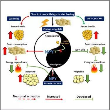 高脂饮食和压力共同作用：会增加食欲，放飞体重小鼠饮食杏仁核