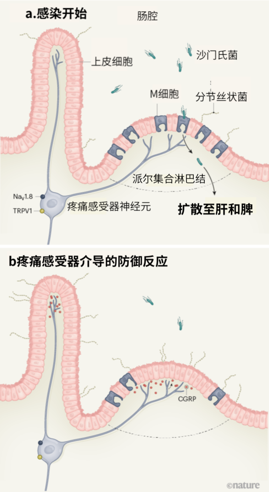 　图1 | 哺乳动物肠道神经元帮助抵御细菌感染。Lai等人报告称，被称为疼痛感受器的一类肠道神经元表达TRPV1和NaV1.8蛋白，可抵御沙门氏菌感染小鼠。a，沙门氏菌离开肠腔进入M细胞（