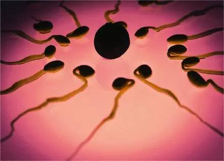  ▲精子中的小RNA有助于将上一代肥胖的影响传递给下一代（图片来源： pixabay）