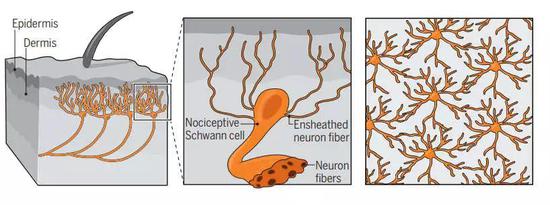 四十五年前，人们发现神经胶质细胞延伸到真皮层，但是新发现表明它们会进一步进入表皮，形成压力检测网。图片来源：Science