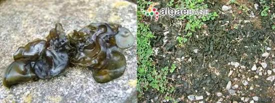 图5。 地木耳（普通念珠藻，Nostoc commune）形态及生长环境 （图片来源：光语生物科技及algaeBASE）