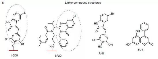  ▲四种有治疗潜力的小分子化合物（图片来源：参考资料[1]）