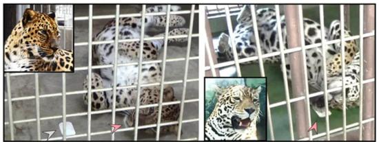 猫科动物普遍会被猫薄荷散发的独特气味吸引,产生摩擦头部,打滚等行为。|来自论文