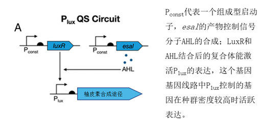  控制柚皮素合成的基因线路（修改自Christina V。 Dinh et al。， 2019）