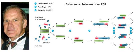 左:美国生物化学家凯瑞·穆利斯。右:PCR技术示意图(图源:维基百科)。