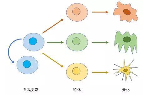 图1 干细胞的自我更新、特化及分化