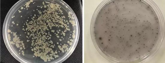 图1  实验室培养的海洋微生物（马岩博士 拍摄）（左：珊瑚表面分离纯化的细菌；右：海中金属生锈层中分离纯化的细菌）