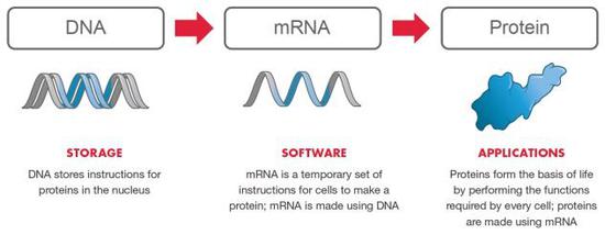 mRNA在生命过程中的角色,注意新冠病毒是RNA病毒,其遗传信息通过RNA传递给mRNA。