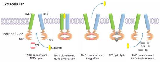 ABC转运蛋白作用形式：通过结合ATP提供能量，实现底物泵出（来自课题组已发表文章Yin J， Deng XD， Zhang J， and Lin J， Current understanding of interactions between nanoparticles and ABC transporters in cancer cells）