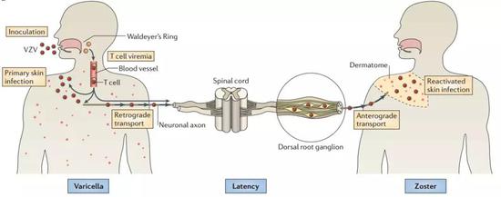 水痘-带状疱疹病毒的生命周期（图片来源：pubmed）