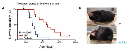 ▲接受eNAMPT后（红色），老年小鼠的寿命得到了显著延长，毛发看来也更为浓密健康（图片来源：参考资料[1]）