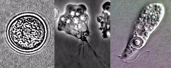 生物期：囊肿、滋养体、鞭毛虫