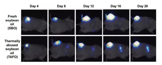 롰ع͡СڶڷתƣڶϵͼƬʾͼƬԴCancer Prevention Research