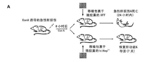 图4。 将用alginate-poly-L-lysine-alginate微胶囊包裹的hiHepLT细胞移植到ConA诱导的暴发性肝炎导致急性肝衰竭小鼠模型中的实验流程。（图源：[发明专利]一种新的制备肝实质细胞的方法-CN103981147A）