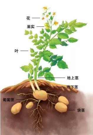 图2 马铃薯植株示意图