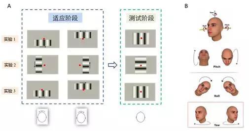 图2 (A) 三种头部转动条件示意图。(B) 三种头部转动方向示意图。 Yaw对应水平方向头部转动,图引自Neto,Barreto, Duarte et al。, (2012)。