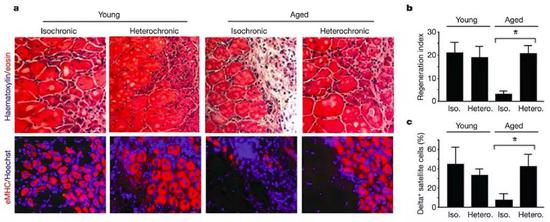 与年轻小鼠共生的年老小鼠肝脏和肌肉干细胞恢复得更好|参考文献[2]