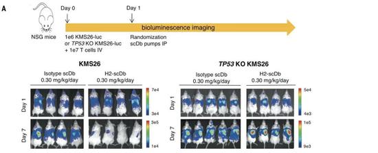 　在注射了双特异性抗体7天后，KMS26小鼠的肿瘤几乎就消失了（左侧对比图）；而TP53敲除小鼠则无法利用设计好的双特异性抗体获得这种优势。（右侧对比图）