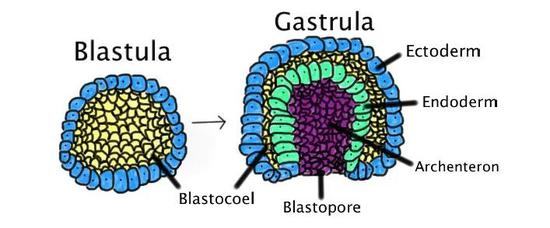 ▲胚胎从囊胚（blastula）发育为原肠胚（gastrula）的示意图