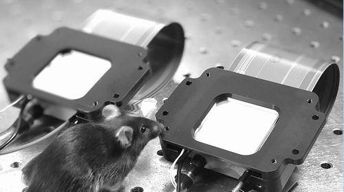 研究人员使用空间光调制器将激光束转换成全息图，刺激小鼠大脑中的特定神经元。图片来源：斯坦福大学