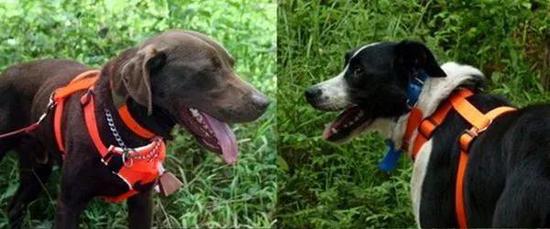 嗅探犬。图片来源:www.guokr.com