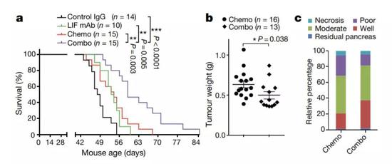  ▲针对LIF的抗体，辅以化疗，能在小鼠模型中改善胰腺癌的治疗（图片来源：参考资料[1]）