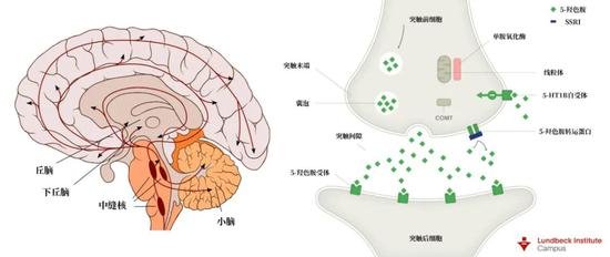 左：位于脑干的中缝核向全脑释放5-羟色胺。来源：Fvasconcellos，Wikimedia Commons。翻译制图：罗丁豪；右：5-羟色胺突触，SSRI会抑制5羟色胺转运蛋白的运作，从而上调突触间隙内5-羟色胺的水平。来源：Lundbeck Institute Campus。翻译制图：罗丁豪