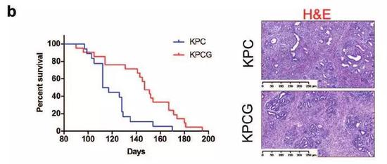 ▲敲除Gpr55基因的小鼠（红色），生存期有显著延长（图片来源：《Oncogene》）