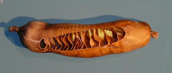 鲨鱼肠道内的螺旋瓣。图片来源：图源wikipedia