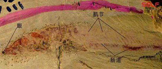 先有鸡还是先有蛋?我敢肯定地告诉你先有蛋