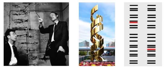 左:沃森和克里克讨论DNA模型(图源:A. Barrington Brown)。中:北京中关村大街上的双螺旋雕塑(图源:科技快讯kjkxun.com)。右:代表两个不同DNA样本的条带图谱(图源:维基百科)。