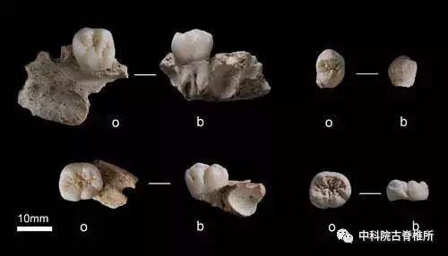图3 栾川孙家洞发现的古人类上下颌骨与牙齿化石