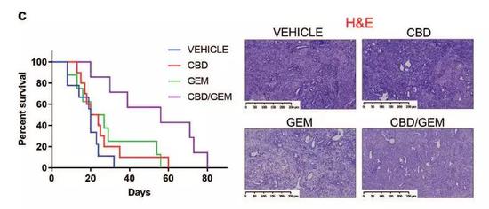 ▲大麻二酚能提高标准疗法的效果（图片来源：《Oncogene》）