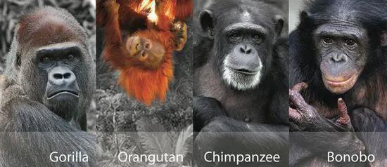 　　大猩猩、红毛猩猩、黑猩猩、倭黑猩猩 |  unesco.org