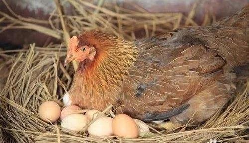 母鸡生蛋(图片来源于网络)