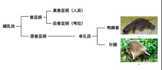 单孔目的鸭嘴兽和针鼹 | 图片来源：Wikipedia